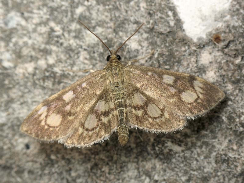 Phlyctaenia coronata (Hufnagel, 1767)